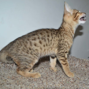 f5-savannah kittens-nf1e