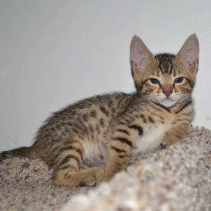 f5-savannah kittens-nf1f