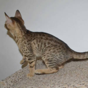 f5-savannah kittens-nf1g