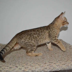 f5-savannah kittens-nf1h