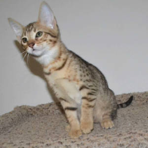 f5-savannah kittens-nf1i