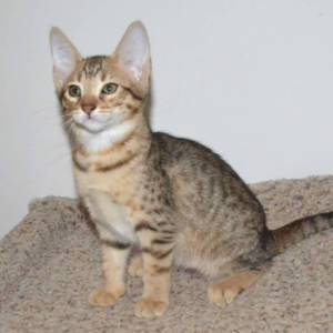 f5-savannah kittens-nf1j