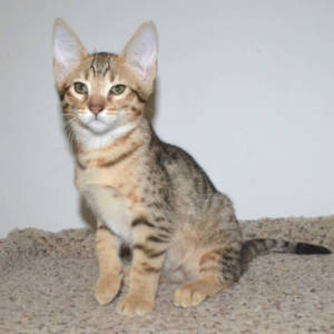 f5-savannah kittens-nf1k