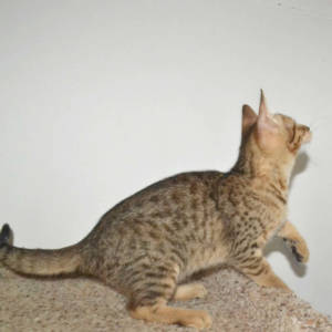 f5-savannah kittens-nf1l