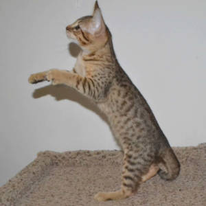 f5-savannah kittens-nf1m
