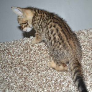 f5 savannah kittens nf2c