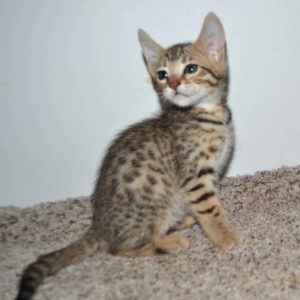 f5-savannah kittens-nf2d