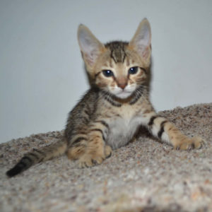 f5-savannah kittens-nf2e