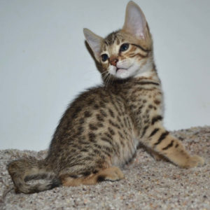 f5-savannah kittens-nf2f