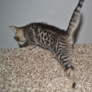 f5 savannah kittens nf3b