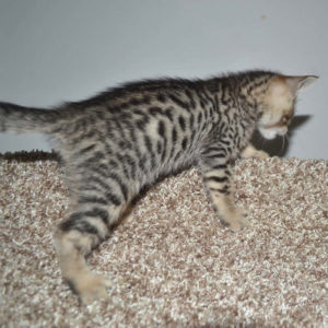 f5 savannah kittens nf3c