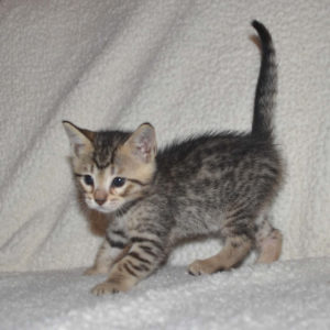 f5 savannah kittens nf3d