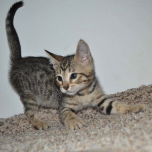f5-savannah kittens-nf3e
