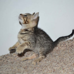 f5-savannah kittens-nf3f