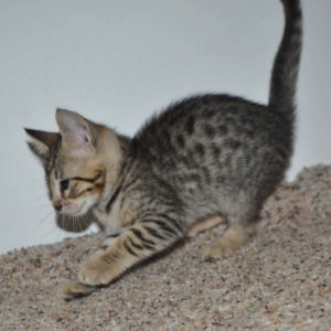 f5-savannah kittens-nf3g
