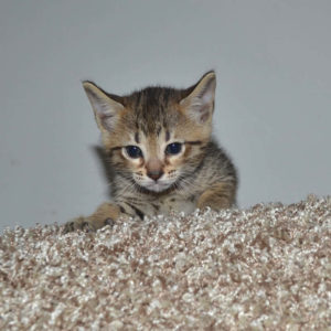 f5 savannah kittens nf4a