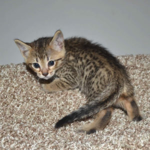 f5 savannah kittens nf4b