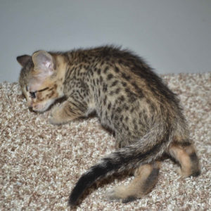 f5 savannah kittens nf4c