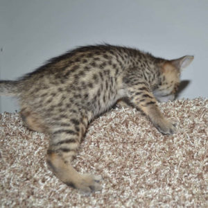f5 savannah kittens nf4d