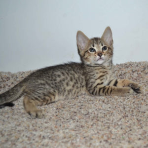 f5-savannah kittens-nf4e