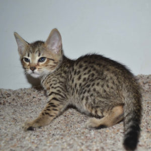f5-savannah kittens-nf4f
