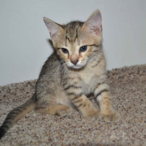 f5-savannah kittens-nf5a