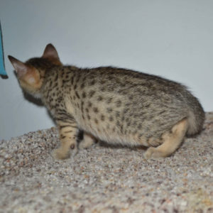 f5-savannah kittens-nf5b