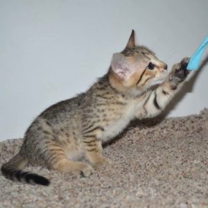 f5-savannah kittens-nf5c