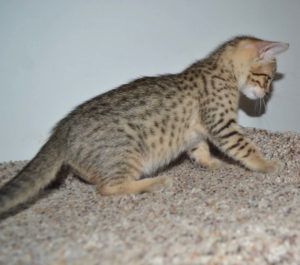 f5-savannah kittens-nf5d