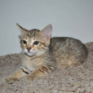 f5-savannah kittens-nf5e