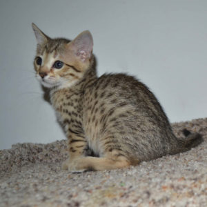 f5-savannah kittens-nf5f