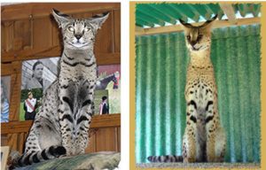 How large do Savannah Cats get