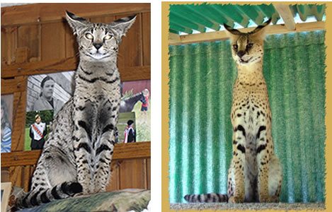 savannah cat prices