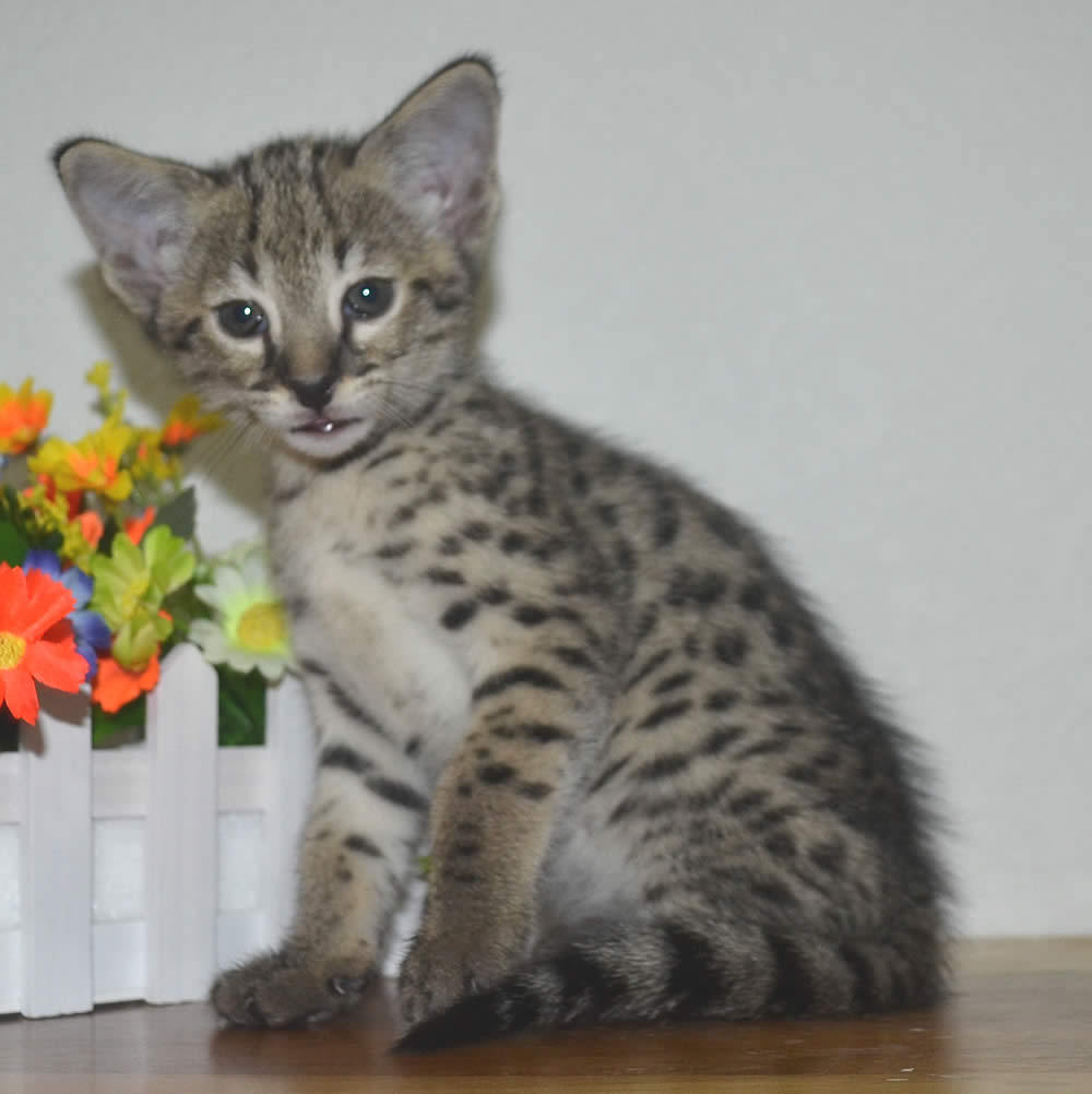 large savannah cat for sale