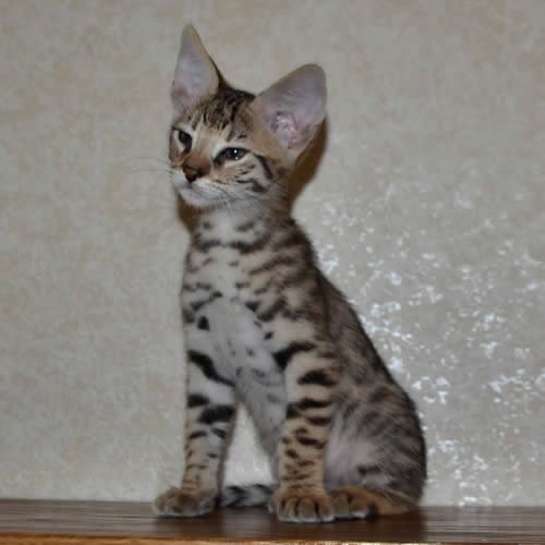 Savannah Kittens For Sale About Savannahs Savannah | savannah kittens and savannah cats by amanukatz ohio breeder Savannah Kittens For Sale About Savannahs Savannah | savannah kittens and savannah cats by amanukatz ohio breeder