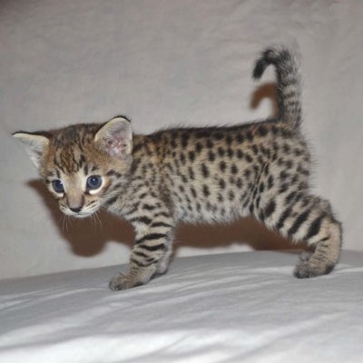 Cheap Savannah Cats For Sale In Ohio Cheap Savannah Cats For Sale In Ohio