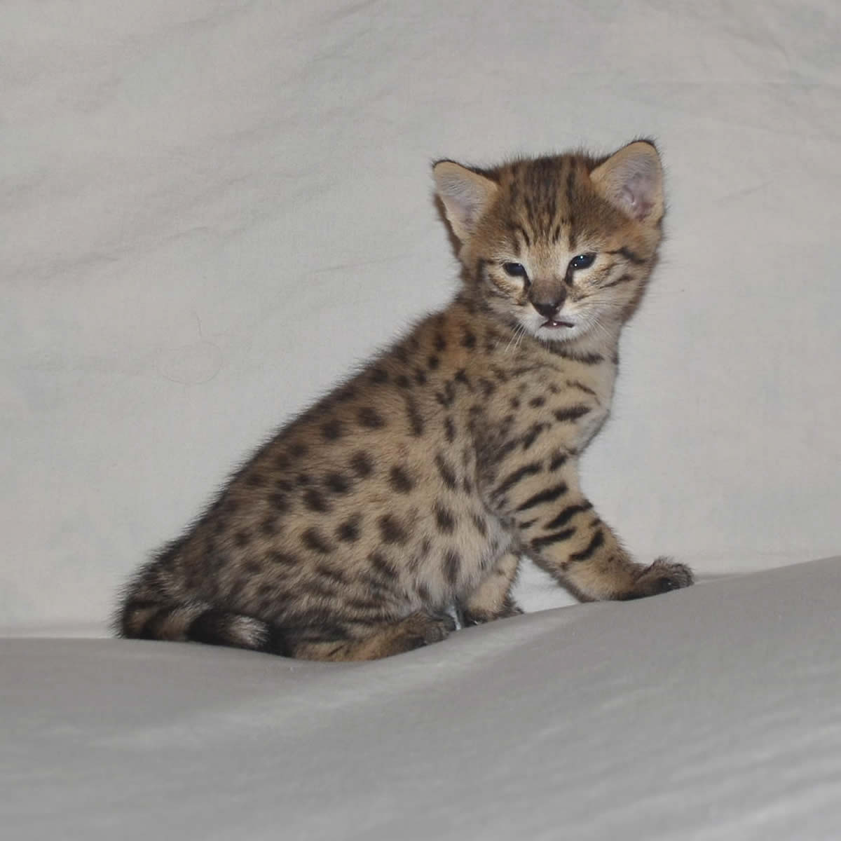F2 Savannah Kittens for Sale. 