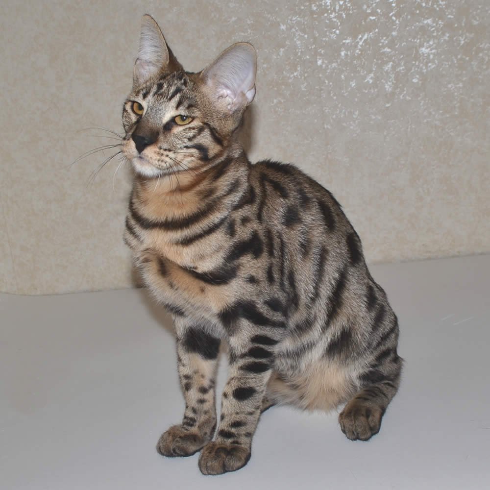 F2 Savannah Kittens Available in Ohio Savannah Cats Call 419 533 3719 F2 Savannah Kittens Available in Ohio Savannah Cats Call 419 533 3719