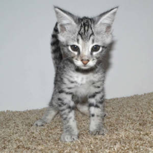 f2-savannah-kittens-tb0901f.jpg