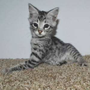 f2-savannah-kittens-tb0901h.jpg