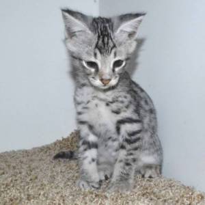 f2-savannah-kittens-tb0901i.jpg