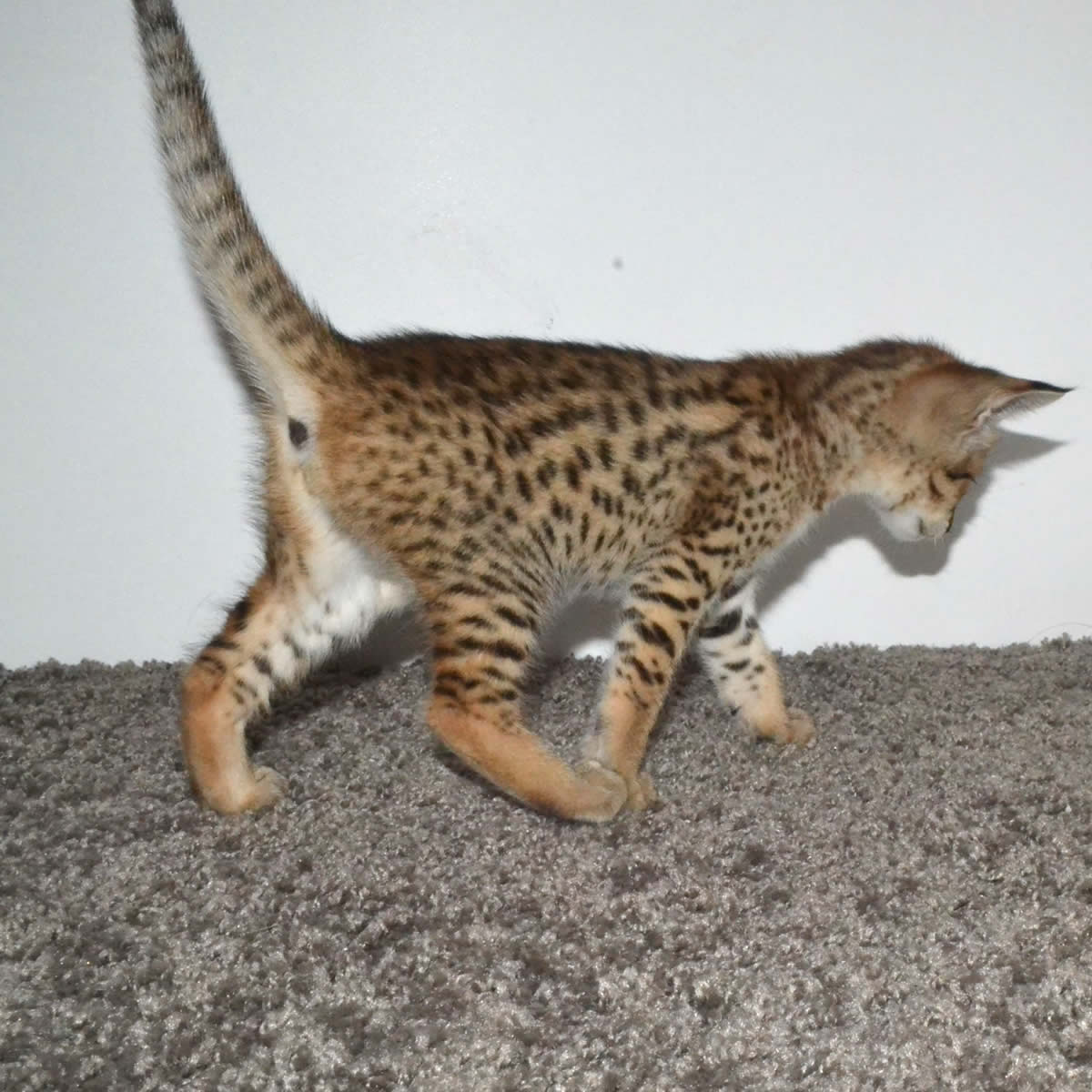 39 F2 Savannah Cat Price Photography