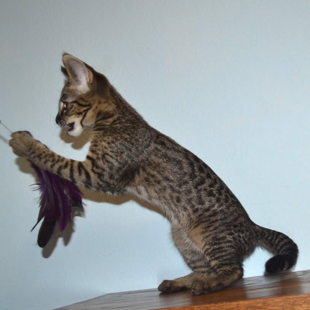 F2 Savannah Kittens Available in Ohio Savannah Cats Call 419 533 3719