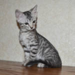 F6-savannah-kittens-shadowg1d