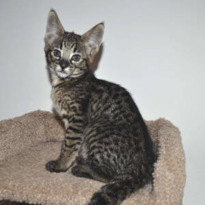 f2-savannah-kittens-nadif2nf