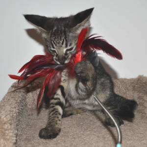 f2-savannah-kittens-nadif2ng