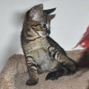 f2-savannah-kittens-nadif2nh