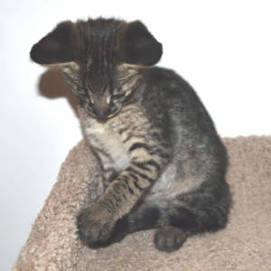 f2-savannah-kittens-nadif2ni