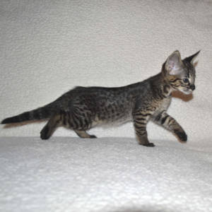 f2-savannah-kittens-nadif2nj