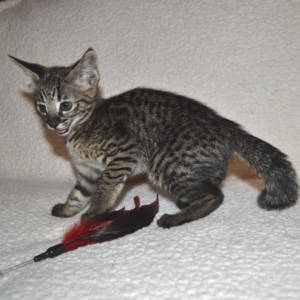f2-savannah-kittens-nadif2nk
